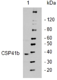 CSP41b | ribosome associated endonuclease (CRB) in the group Antibodies Plant/Algal  / DNA/RNA/Cell Cycle / Translation at Agrisera AB (Antibodies for research) (AS08 298)